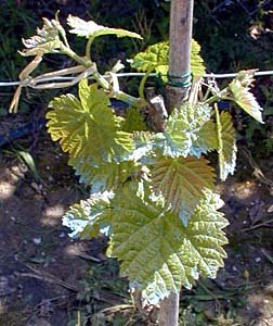 Taille de la vigne