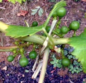 Taille de la vigne