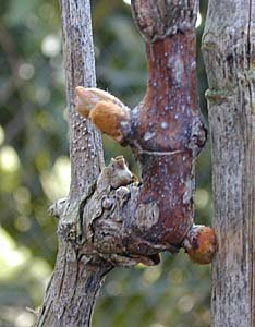 Taille de la vigne