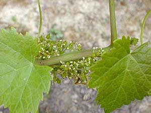 Taille de la vigne