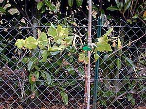 Taille de la vigne