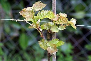 Taille de la vigne