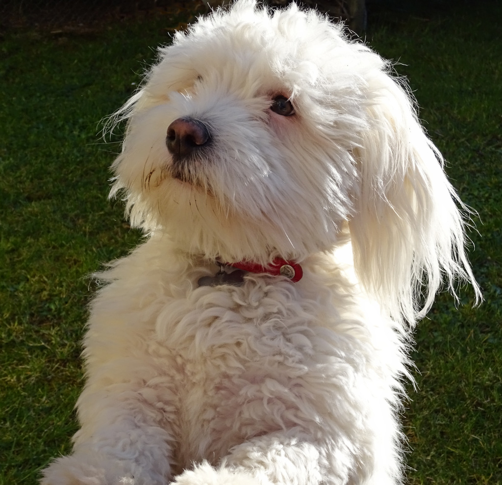 Louki - Coton Tulear