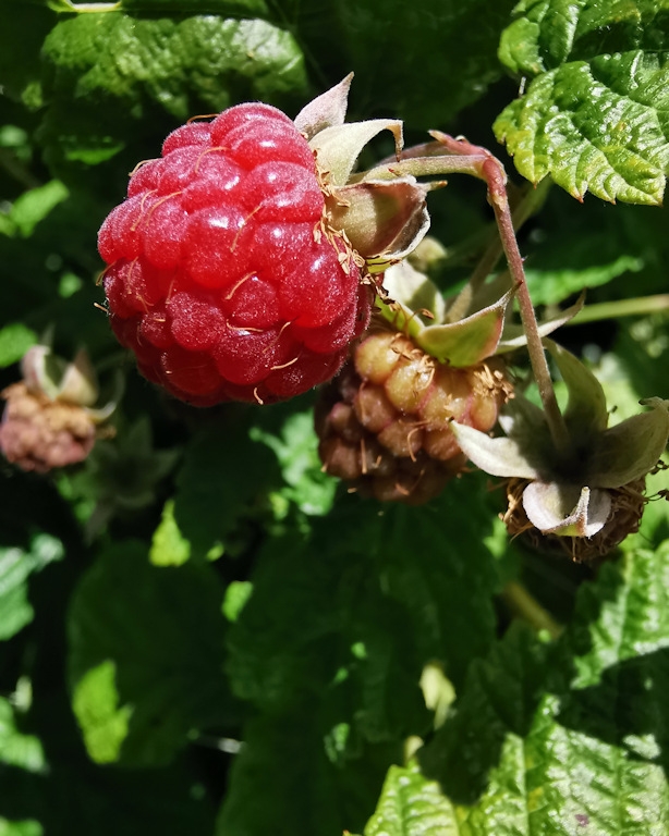 Framboise