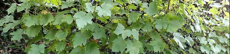 Photo panoramique de la vigne