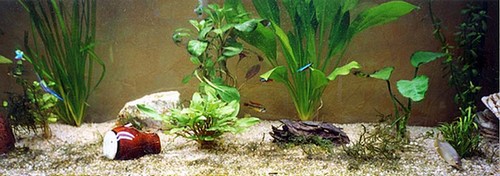 Mon aquarium