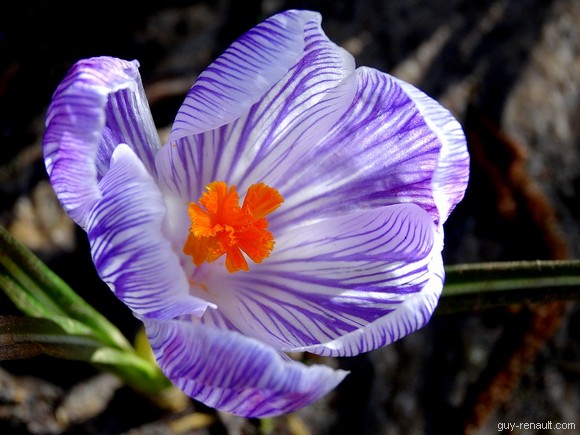 Crocus strié