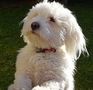 Louki - Coton Tulear