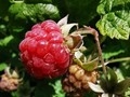 Framboise