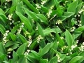 muguet-2020