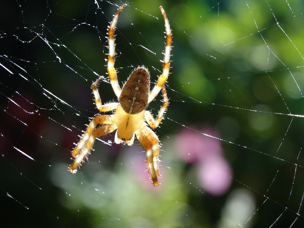 Araignée au soleil