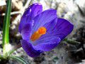 Plongée dans un crocus