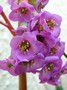 Bergenia