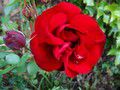 Une rose rouge