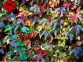 Couleurs d'automne