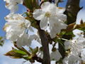 Fleurs de cerisier