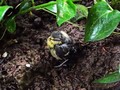 Le petit oiseau est sorti