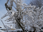 Arbre sous la neige