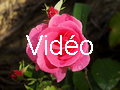 Vidéo - Les fleurs de mon jardin