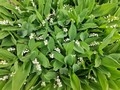 Muguet du jardin