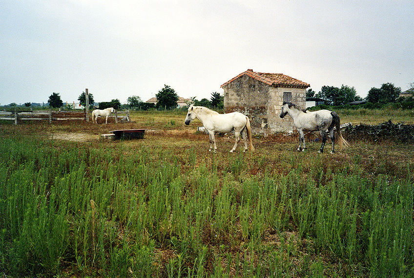 Chevaux camarguais