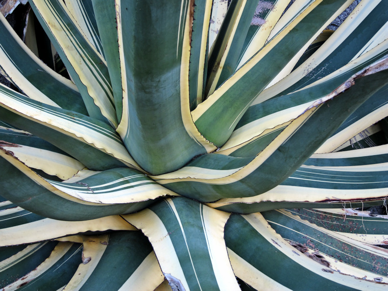 Agave