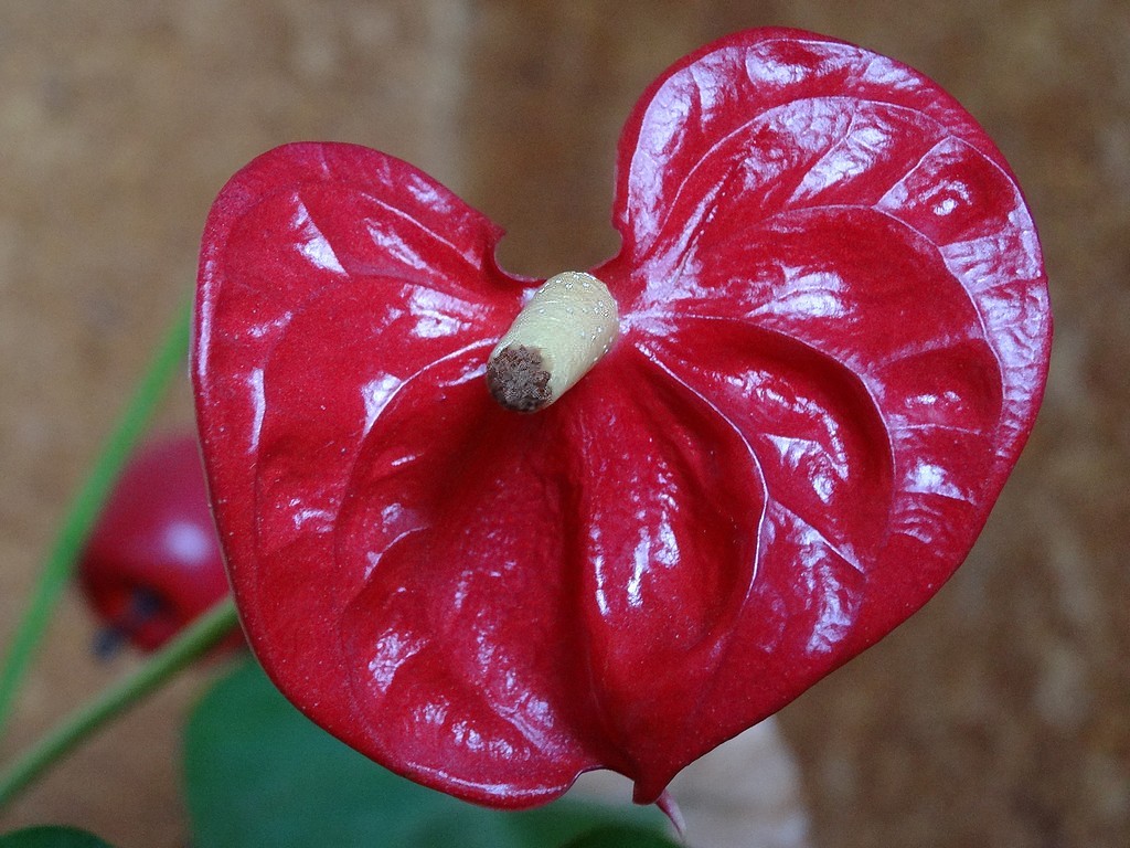 Anthurium