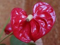 Fleur d'anthurium