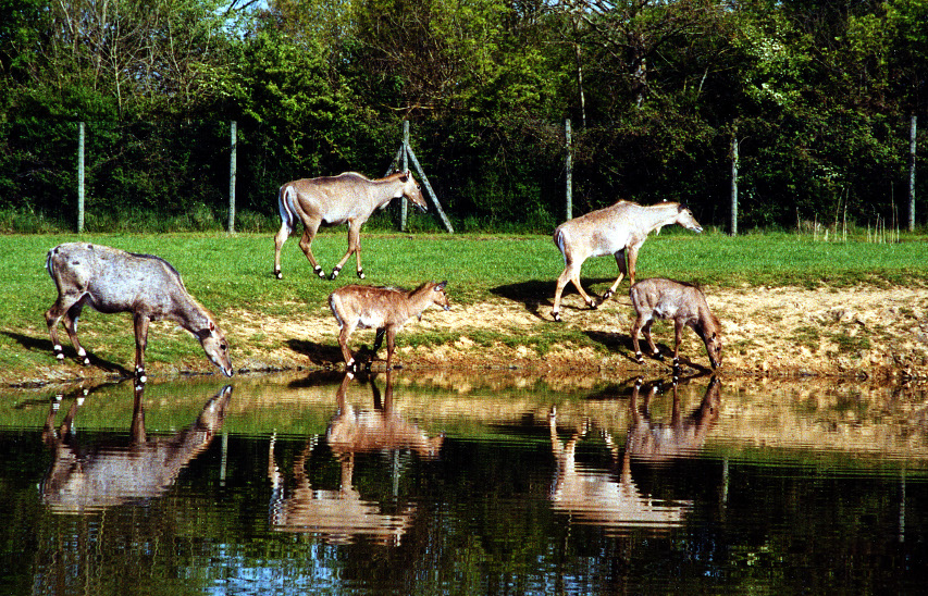 Antilopes (Planète Sauvage)