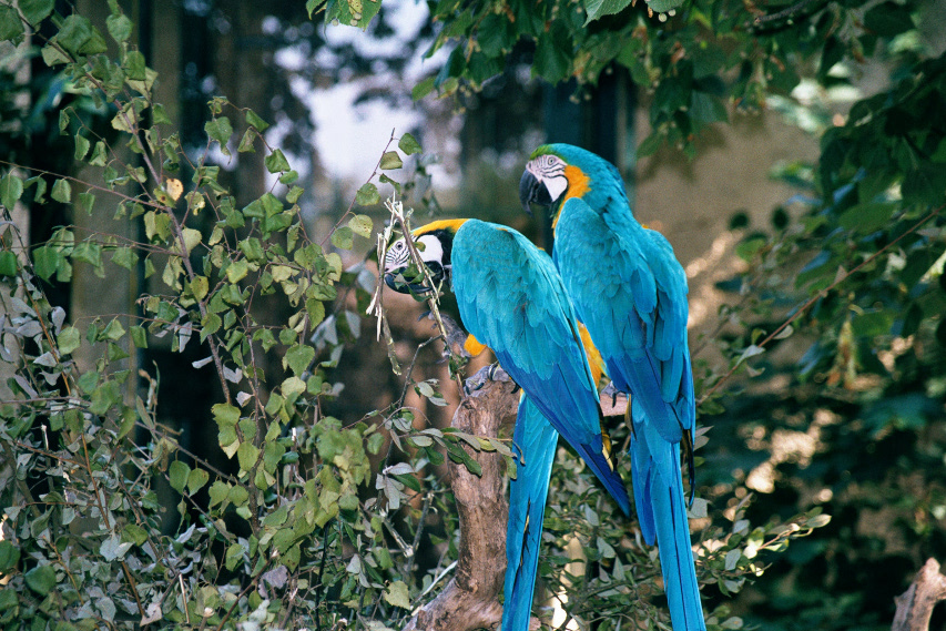 Ara (Zoo de La Flèche)