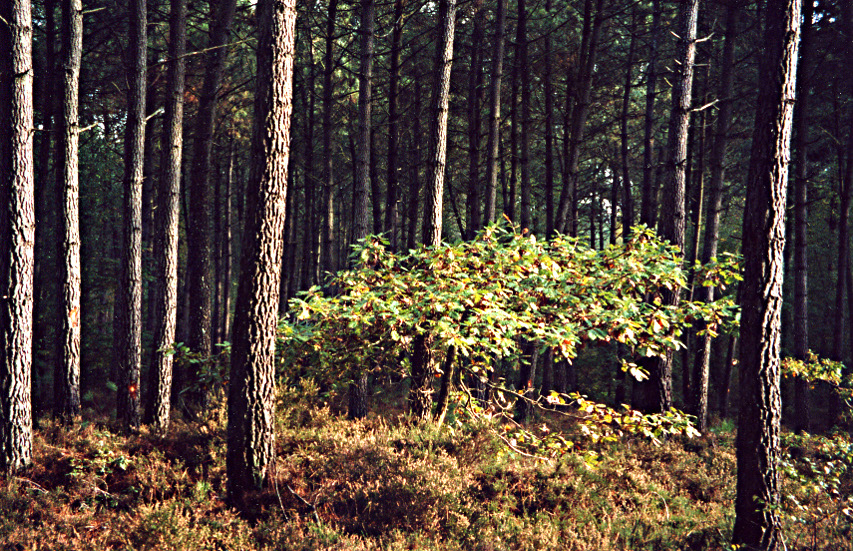 Les bois de Changé (Sarthe)