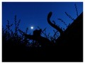 Chat qui joue avec la lune