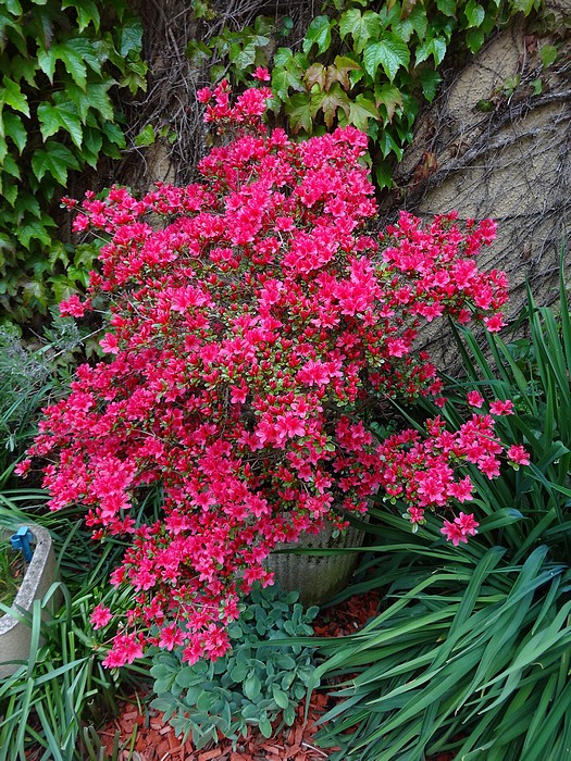 Azalée japonaise rouge