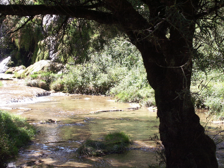 Baume les Messieurs : sous mon arbre