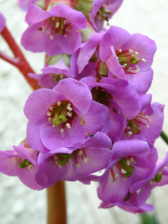 Bergenia