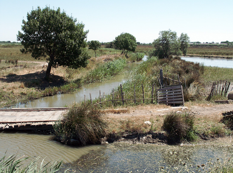 Aquascène - Camargue - Scène aquatique