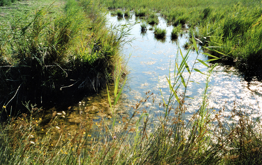 Roubine de Camargue