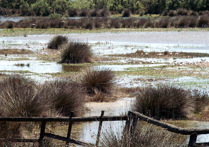 Aquascène - Roubine de Camargue - Scène aquatique