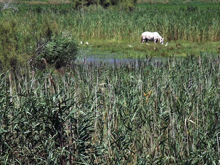 Aquascène - Cheval - Scène aquatique