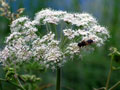 Fleur blanche