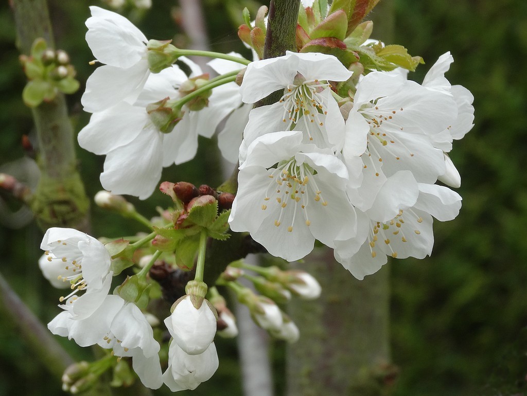 Fleurs de cerisier