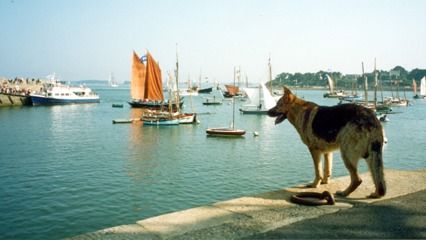 Chien qui regarde Les Vieux Gréements