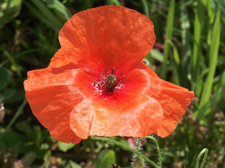 Coquelicot