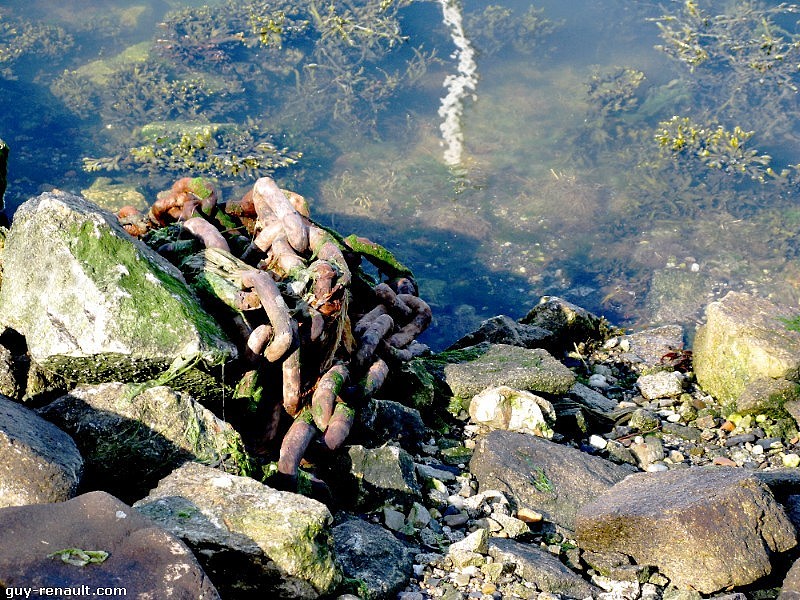 Aquascène - Chaine abandonnée