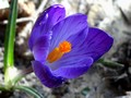 Crocus bleu