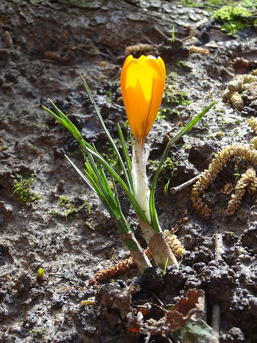 Crocus jaune