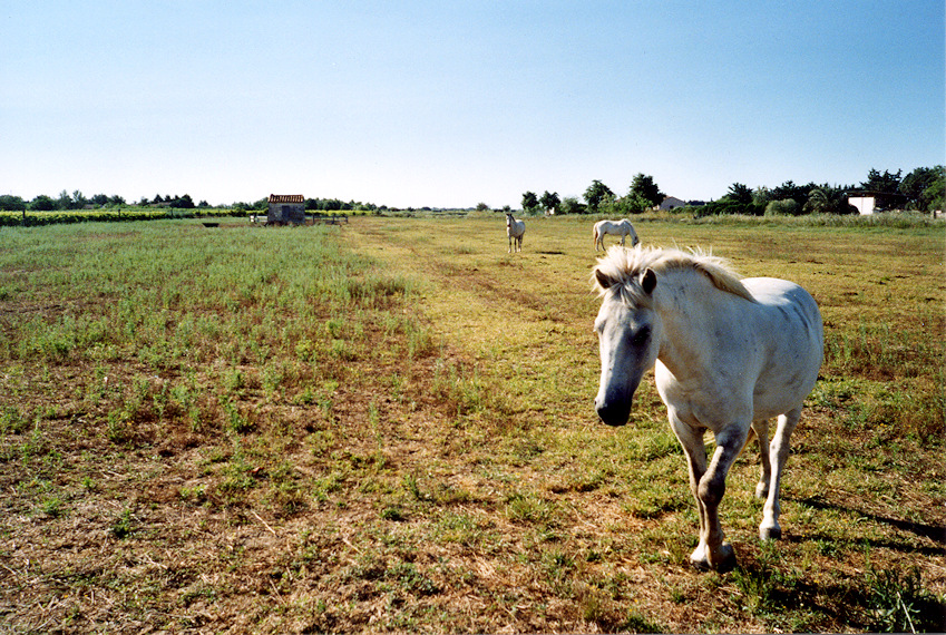 Chevaux camarguais - libres