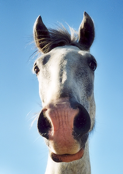 Mon pote... Cheval camarguais