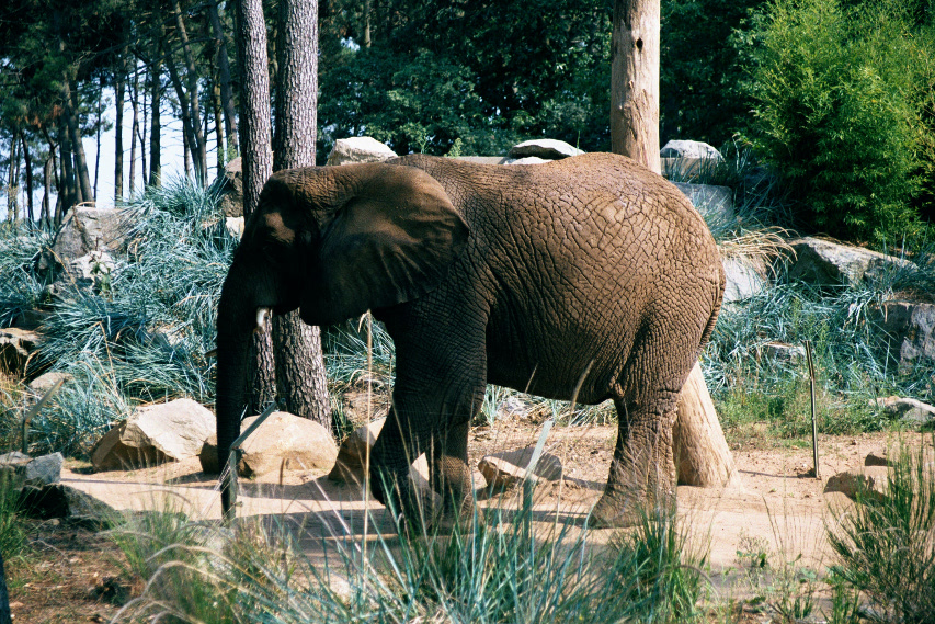 Éléphant (Zoo de La Flèche)