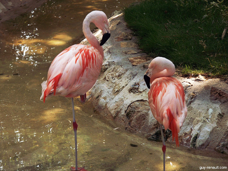 Flamants unijambistes...